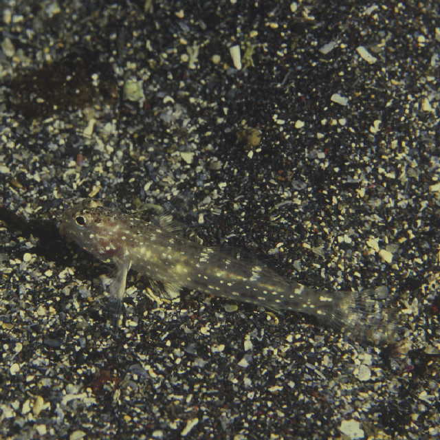 Istigobius rigilius